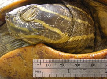 Media type: image; Herpetology R-39888